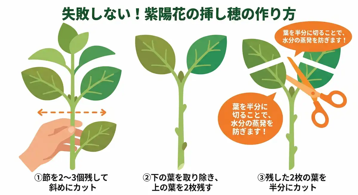 紫陽花の枝を15cmに切り、下の葉を落として上の葉を半分にカットする挿し穂の作り方の手順図解